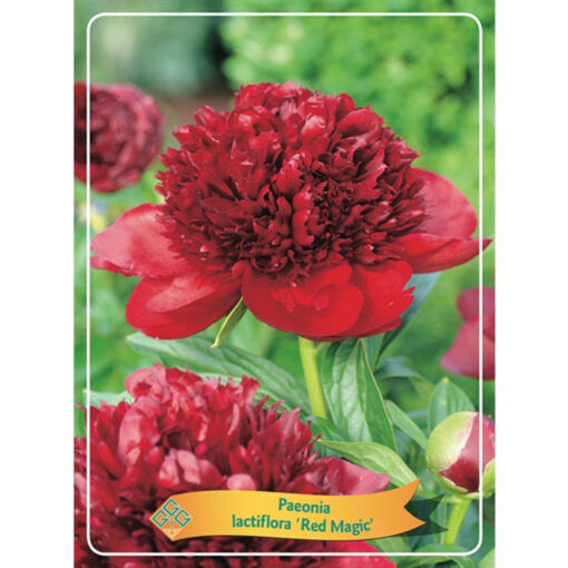 Herbaceous Peony – 1346204 Red Magic