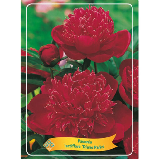 Herbaceous Peony – 1564824 Diane Parks
