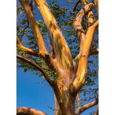 20187 Eucalyptus deglupta - Ευκάλυπτος ουράνιο τόξο - Κόμμι Mindanao