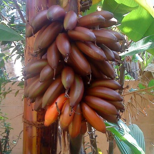 EF 12304661 Red Banana (Musa acuminata)