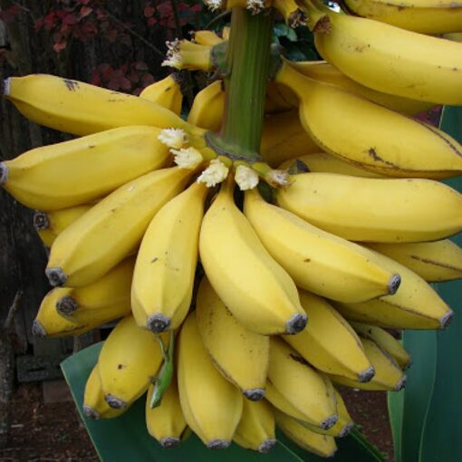 EF 12304662 Banana - Μπανάνα (Musa x paradisiaca)