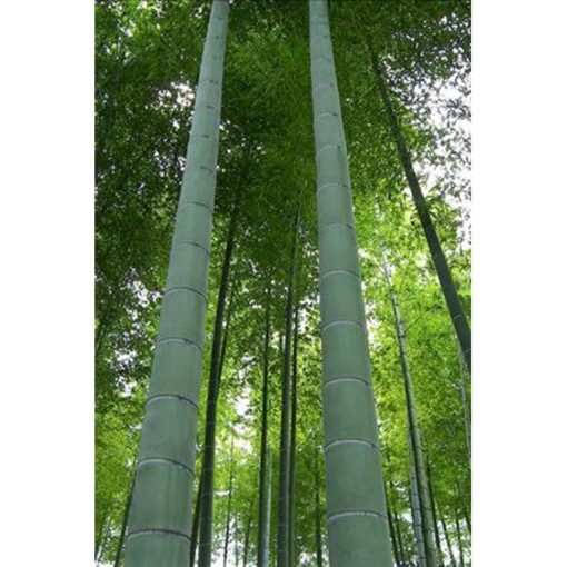 30010 Phyllostachys pubescens syn. Phyllostachys edulis Moso