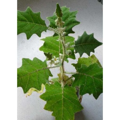 12973 Solanum quitoense - Naranjilla - Lulo