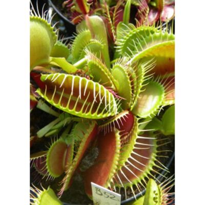 Carnivorous plants seeds – 20193 Dionaea muscipula “B 52”