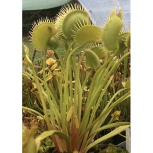 Σπόροι σαρκοφάγων φυτών – 20227 Dionaea muscipula «Creeping Death»