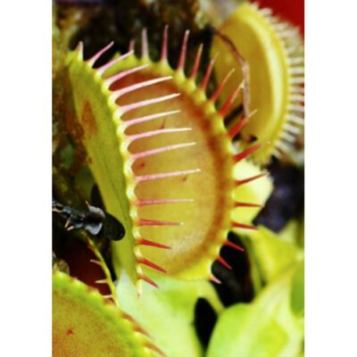 Carnivorous plants seeds – 20228 Dionaea muscipula “Tiger-Fangs”