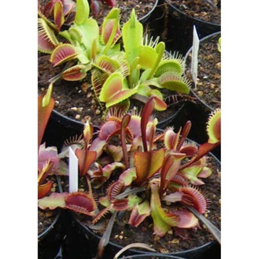 Carnivorous plants seeds – 20231 Dionaea muscipula “Red-Green Mix”
