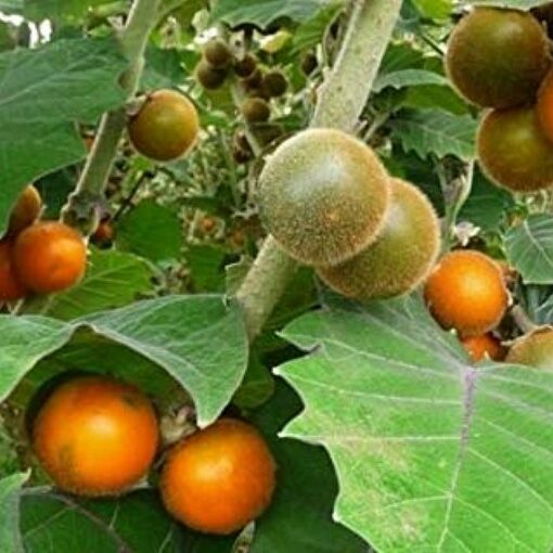 EF 12312973 Naranjilla, Lulo (Solanum quitoense)