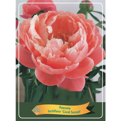 Herbaceous Peony – 1346190 Coral Sunset