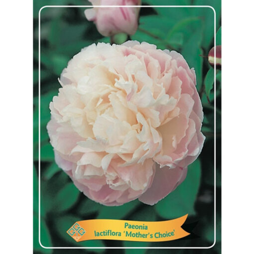 Herbaceous Peony – 1346198 Mother's Choice