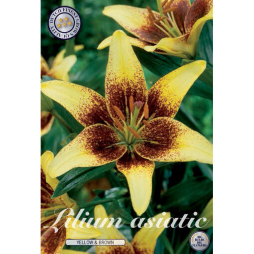 40293 Lilium – Λίλιουμ Yellow & Brown