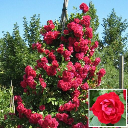 Potted rose VS38600 – Flammentanz