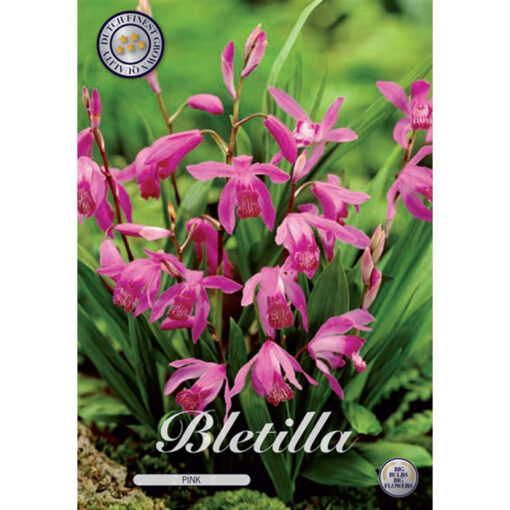 40302 Bletilla – Μπλετίλλα ορχιδέα Pink