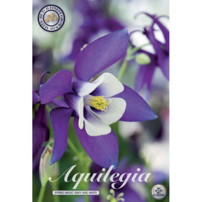 40366 Aquilegia – Ακουϊλέγκια Spring Magic Navy and White