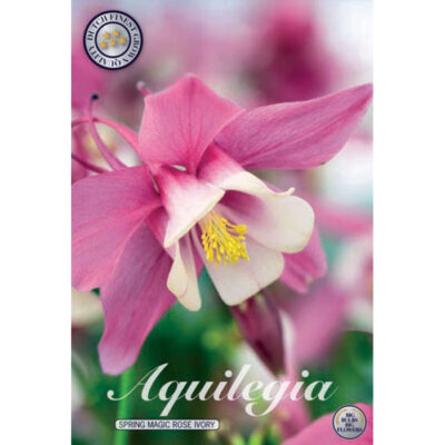 40367 Aquilegia Spring Magic Rose Ivory