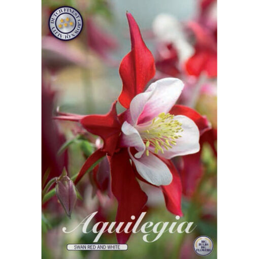 40368 Aquilegia – Ακουϊλέγκια Swan Red an White