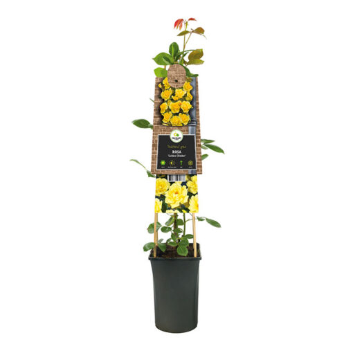 Potted rose VS38605 – Golden Climber