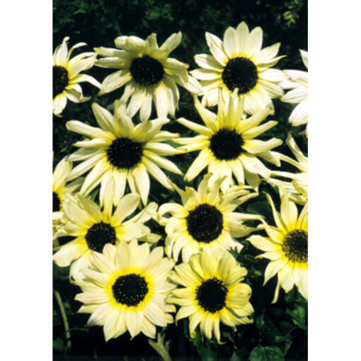 Sunflower Seeds – 13035 Italian White Heart (Helianthus debilis)