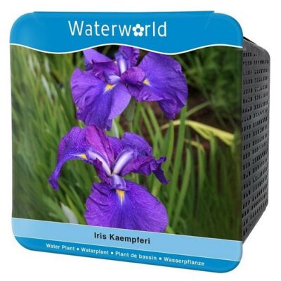Y 140 Iris kaempferi – ensata