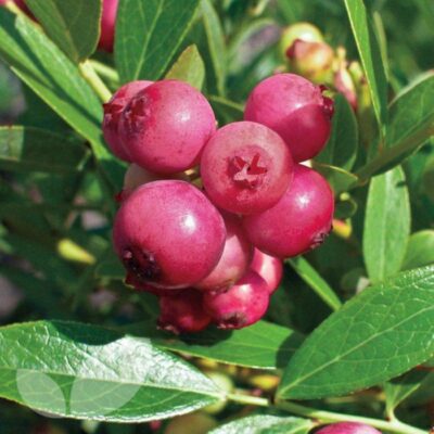Fruitful shrub – Blueberry pink 12205