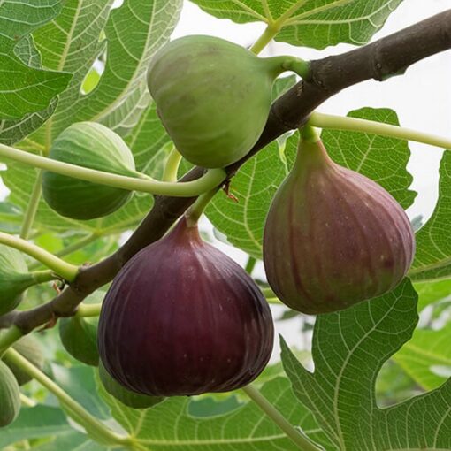 Fruitful shrub – Fig 12038