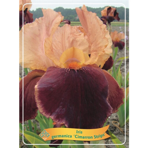 Iris - Iris Germanica - 1721326 Cimarron Strips