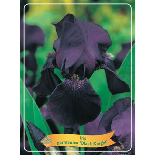Iris - Iris Germanica - 1721328 Black Knight