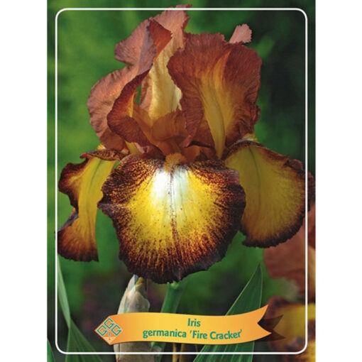 Iris - Iris Germanica - 1721330 Fire Cracker