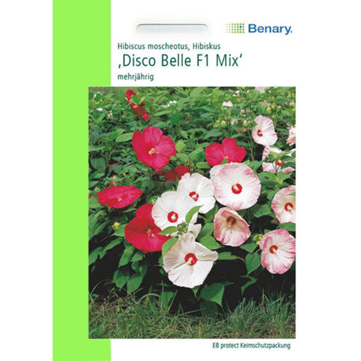 N4999 – Ιβίσκος μοσχευτός μείγμα – Hibiscus moscheutos «Disco Belle F1 Mix»