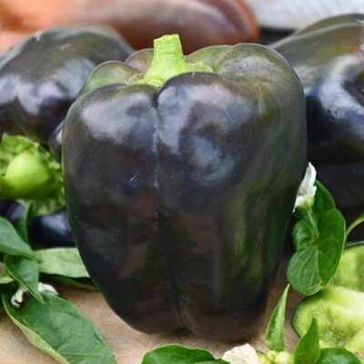 DF 4005 Black Blocky – Capsicum annuum