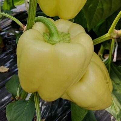 DF 4009 Creamy Blocky – Capsicum annuum