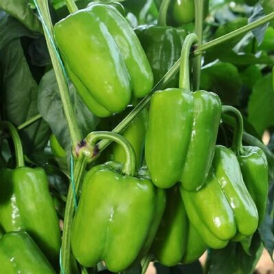 DF 4008 Dolma Kandil – Capsicum annuum