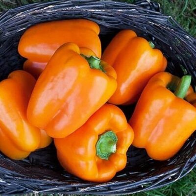 DF 4007 Rewia – Capsicum annuum