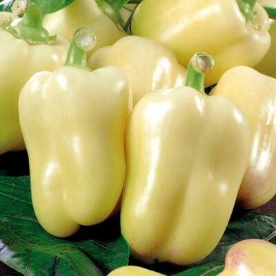 DF 4010 Zorza – Capsicum annuum