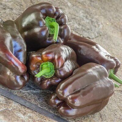 DF 4001 Caramel – Capsicum annuum