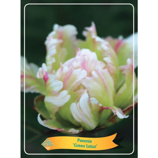 Herbaceous Peony – 1346193 Green Lotus