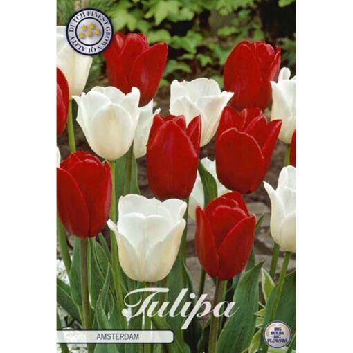 81050 Tulipa – Τουλίπα Amsterdam