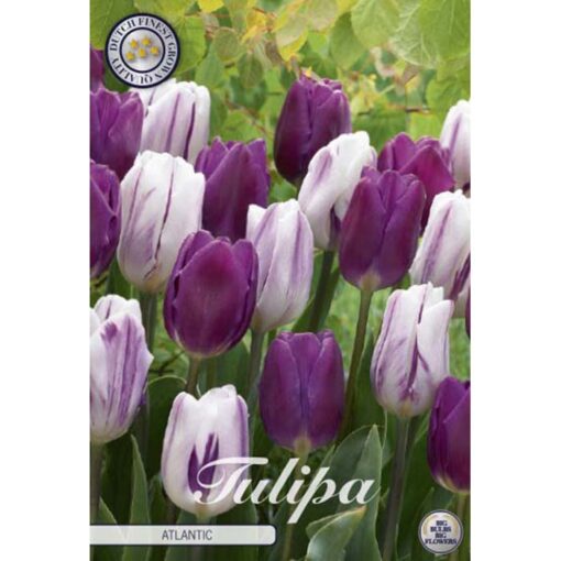 81055 Tulipa – Τουλίπα Atlantic