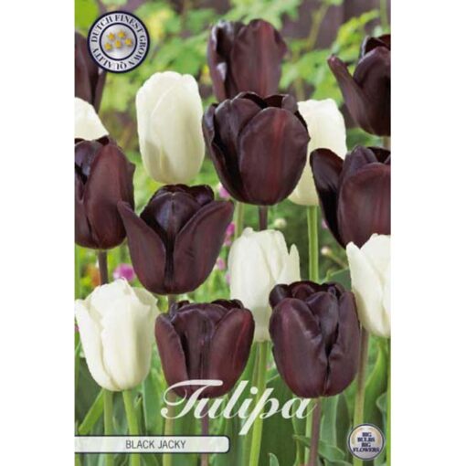 81060 Tulipa Black Jacky