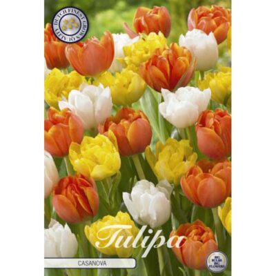 81070 Tulipa – Τουλίπα Casanova
