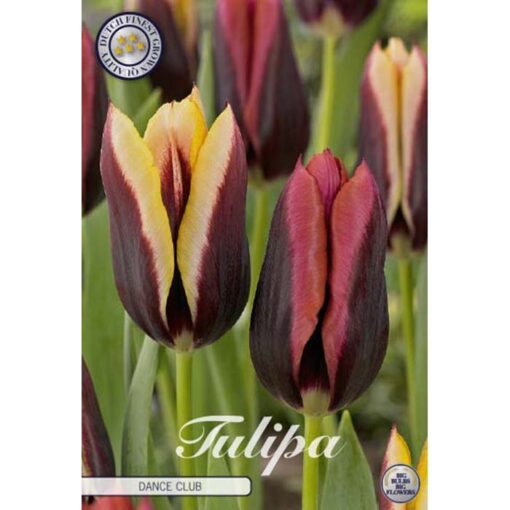 81080 Tulipa – Τουλίπα Dance Club