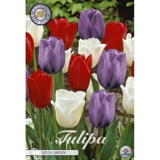 81090 Tulipa – Τουλίπα Dutch Garden