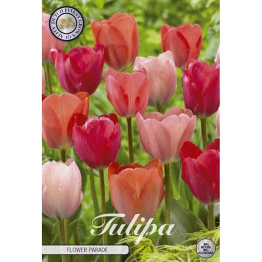 81105 Tulipa – Τουλίπα Flower Parade