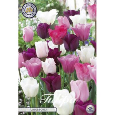 81110 Tulipa Flower Power