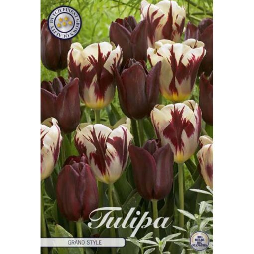 81115 Tulipa – Τουλίπα Grand Style