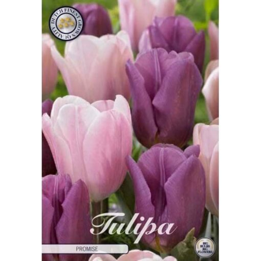 81125 Tulipa – Τουλίπα Promise