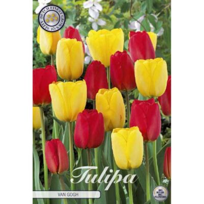 81160 Tulipa – Τουλίπα Van Gogh