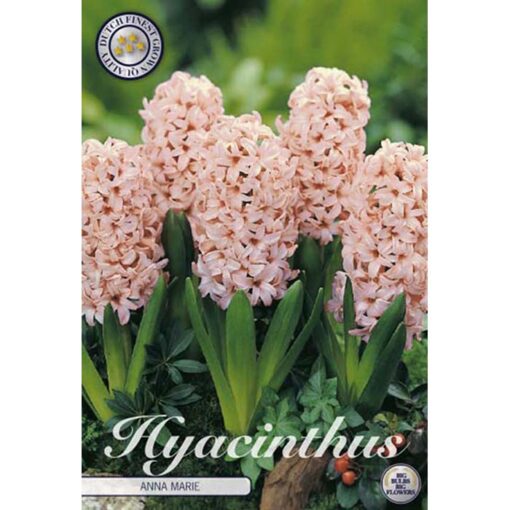 83000 Hyacinthus – Ζουμπούλι Anna Marie