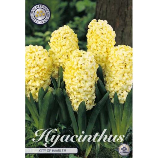 83005 Hyacinthus – Ζουμπούλι City of Haarlem