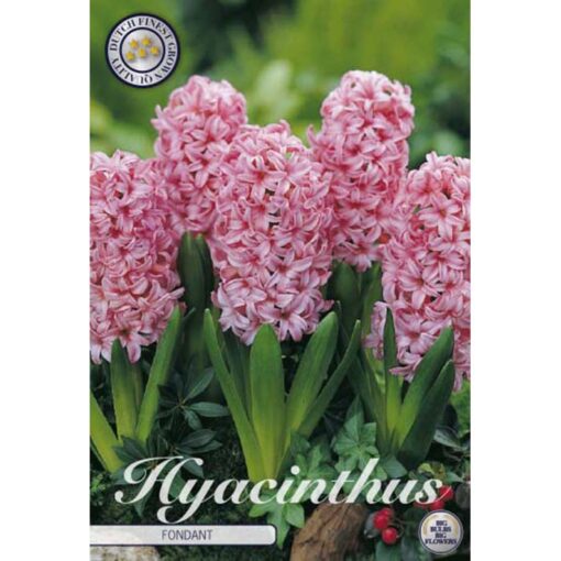 83015 Hyacinthus – Ζουμπούλι Fondant
